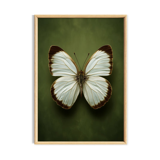 White butterfly centred on a deep olive green background.