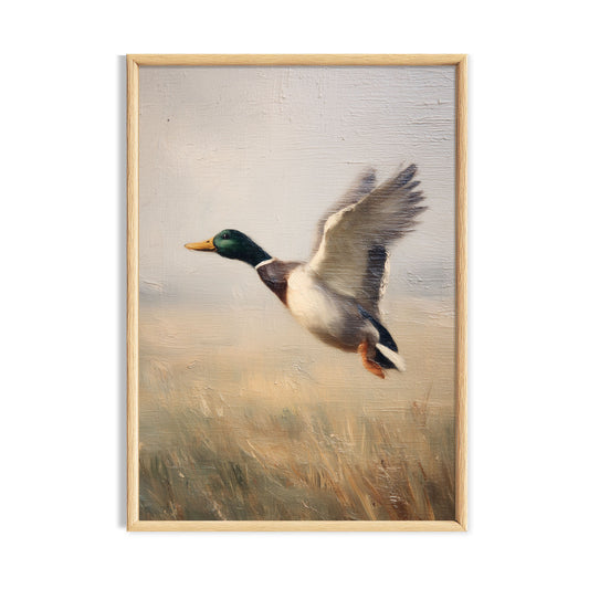 Mallard duck flying above pale golden reeds beneath a soft sky.