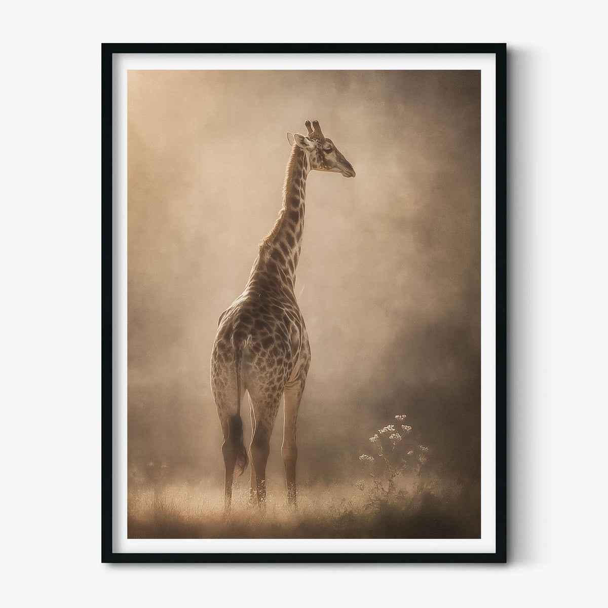 Giraffe Portrait, Misty Savannah, Wildlife Photography Print, African Animal Art