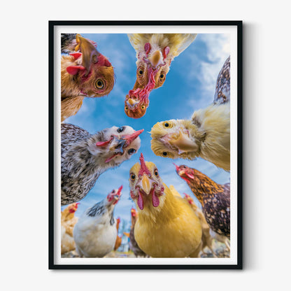 Funny Chicken Wall Art, Hen Coop Poster Print, Animal Picture, Kitchen Farmhouse Decor