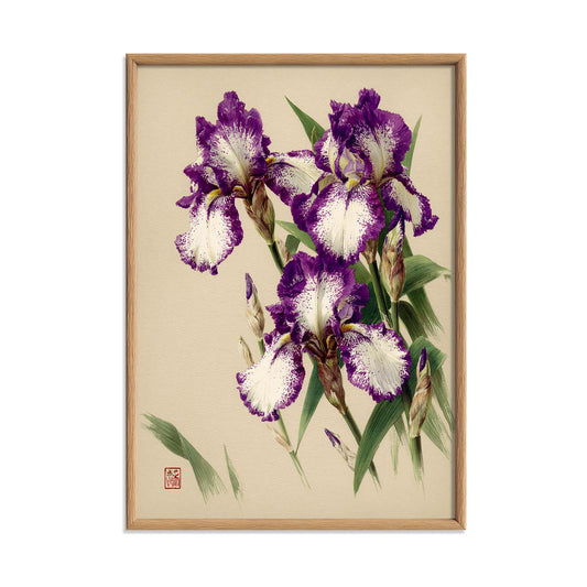 Purple Iris Botanical Art Print, Vintage Floral Japanese Garden Poster