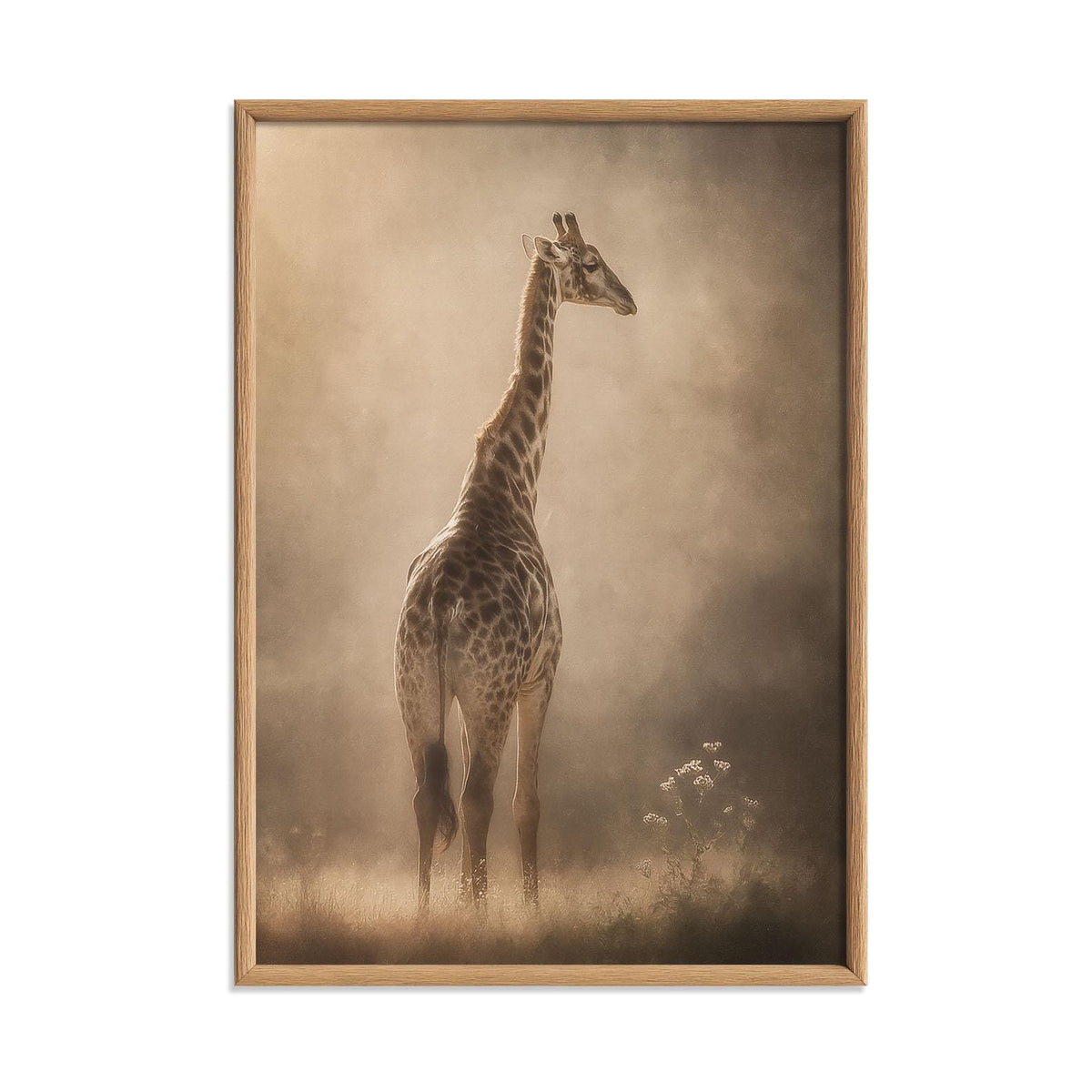 Giraffe Portrait, Misty Savannah, Wildlife Photography Print, African Animal Art